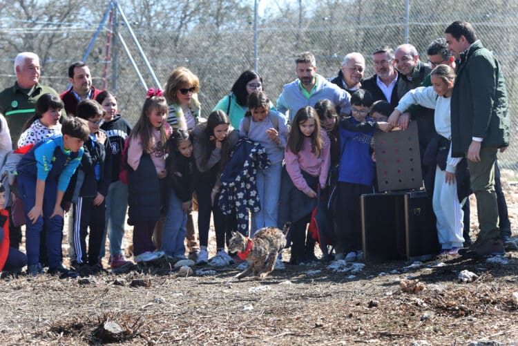 Algunos cursos del CEIP de Monzón de Campos asistieron a la suelta de los felinos. / Brágimo