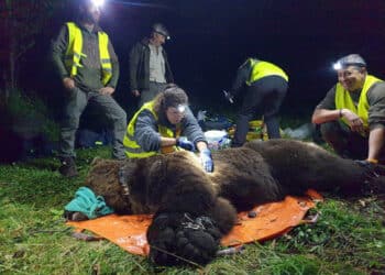 La técnica del estudio, en el que colaboran CBDS, la UPM y la Universidad de Exeter, es aplicable a otras especies. / JCYL