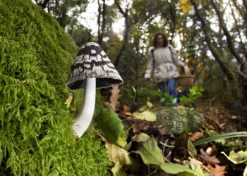 Los ténico señalan que se necesitan temperaturas más suaves y estables para favorecer la fructificación. / José Vicente