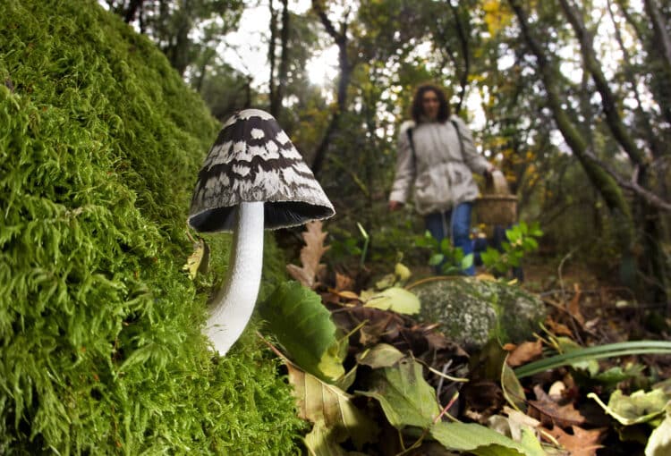 Los ténico señalan que se necesitan temperaturas más suaves y estables para favorecer la fructificación. / José Vicente