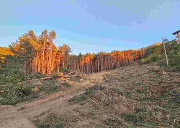 Vista de la parcela del estudio de detalle / ECOLOGISTAS EN ACCIÓN