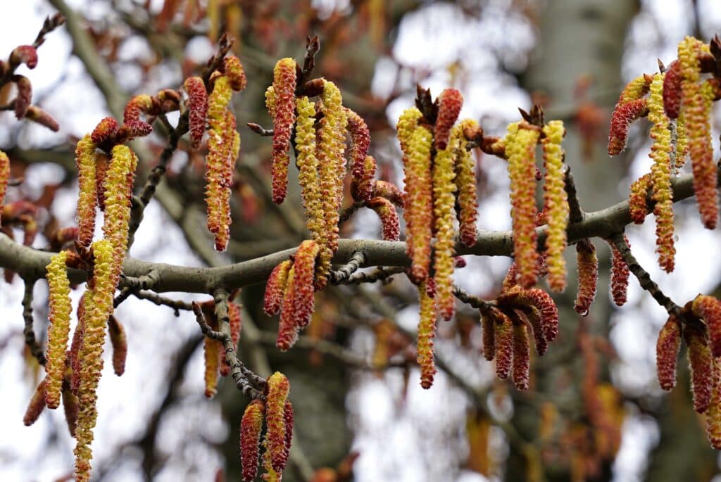 La provincia afronta una primavera “complicada” debido al incremento del polen 2 260310 Primavera Flor Mario Anton Lobo 1