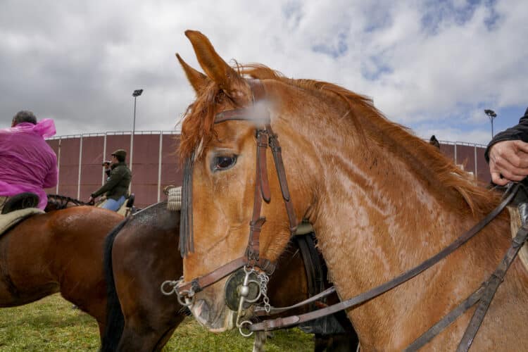 Foto de archivo. Vista de un caballo / E.A.