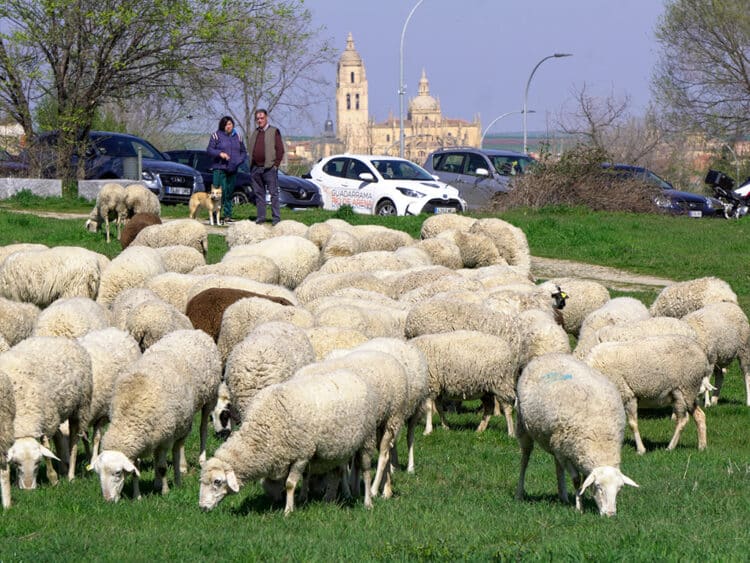 Rebaño de ovejas en la zona del Alto Clamores. / HÉCTOR CRIADO