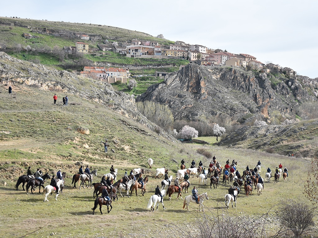 Sepúlveda pone color al encierro de blanco y negro 4 Encierro campero de Sepúlveda con bueyes. / A.M.