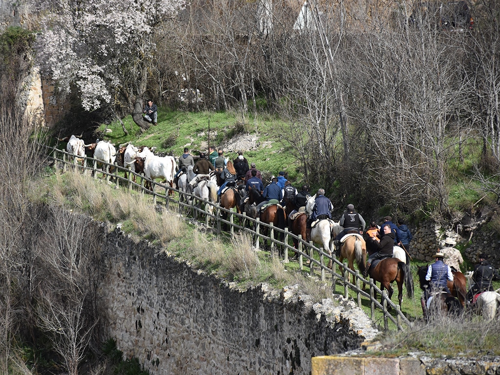 Sepúlveda pone color al encierro de blanco y negro 2 Encierro campero de Sepúlveda con bueyes. / A.M.
