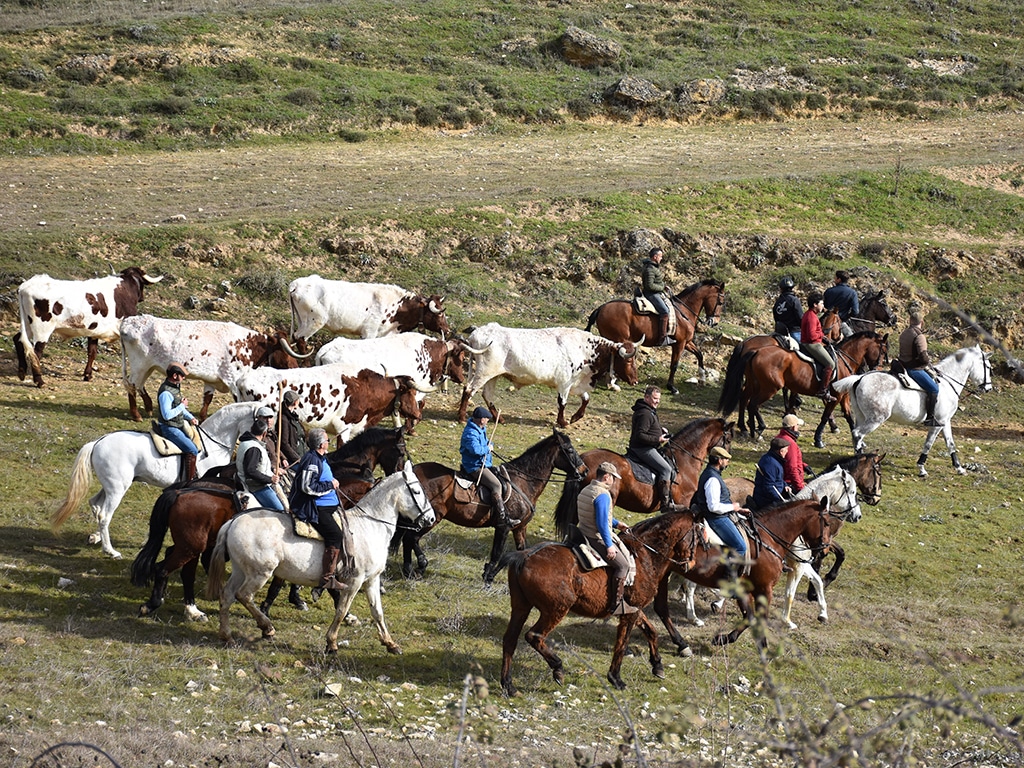 Sepúlveda pone color al encierro de blanco y negro 3 Encierro campero de Sepúlveda con bueyes. / A.M.