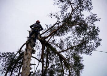 Fiesta Gabarreros 2026 - Héctor Criado