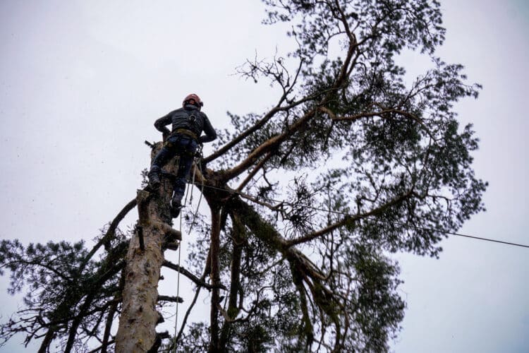 Fiesta Gabarreros 2026 - Héctor Criado