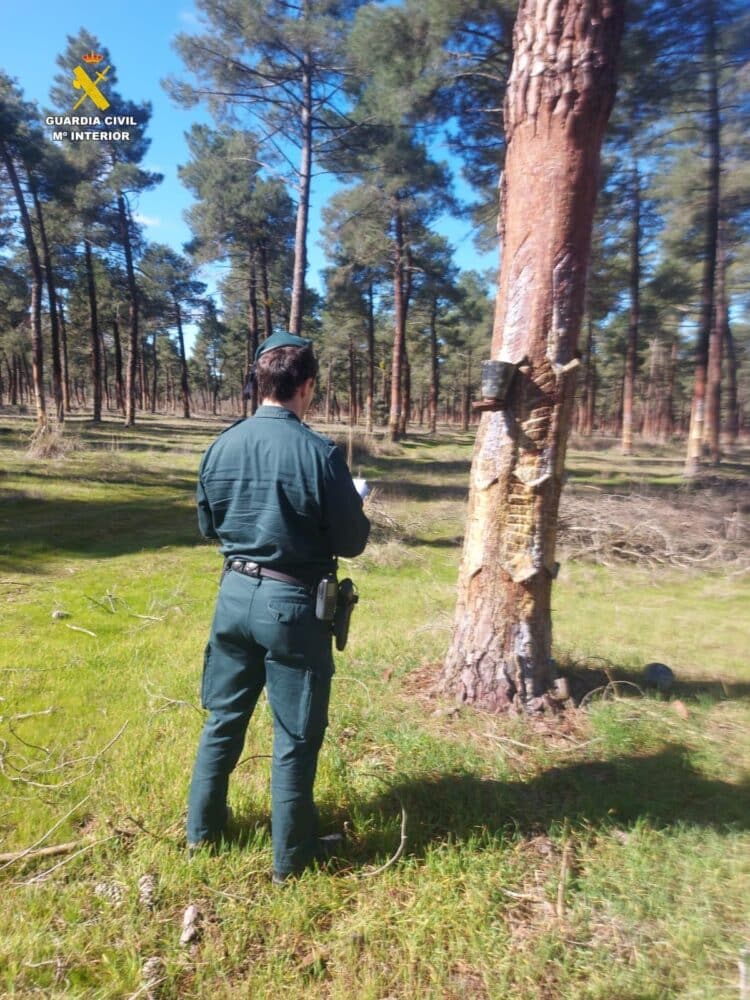 La Guardia Civil formula denuncias por explotación laboral y aprovechamiento ilegal de resina en la localidad de Vallelado / GUARDIA CIVIL