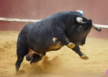 Toro de Partido de Resina, lidiado en Cuéllar. / A.M.