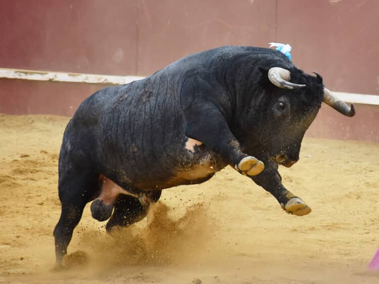 Toro de Partido de Resina, lidiado en Cuéllar. / A.M.