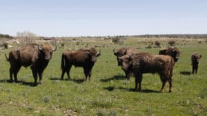 Bisontes procedentes de Polonia e introducidos en la provincia de Segovia.