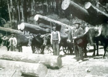 Las fotografías 
que se podrán ver 
en la exposición 
sobre gabarreros en los pasillos del Ayuntamiento de El Espinar recogen momentos de la vida 
y el trabajo de estos especialistas 
en el trabajo con la madera.                               
ALMA GABARRERA, 
ARCHIVO DE JUAN ANDRÉS SAIZ GARRIDO