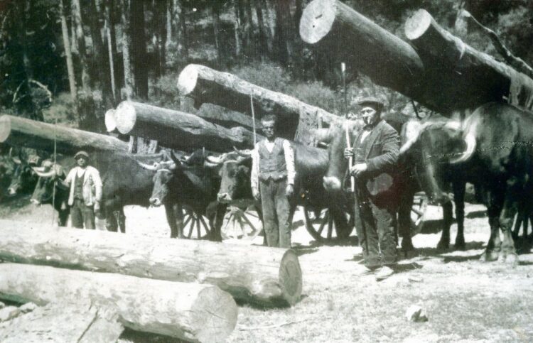Las fotografías 
que se podrán ver 
en la exposición 
sobre gabarreros en los pasillos del Ayuntamiento de El Espinar recogen momentos de la vida 
y el trabajo de estos especialistas 
en el trabajo con la madera.                               
ALMA GABARRERA, 
ARCHIVO DE JUAN ANDRÉS SAIZ GARRIDO