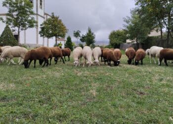 Rebaño municipal / AYTO. DE TRESCASAS