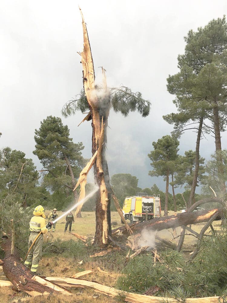Intervención forestar en un pino dañado en Coca. Foto: Juan Carlos Álvarez.