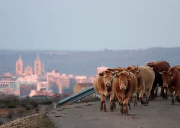 El documento también recoge la petición de poder realizar la vacunación preventiva. / Peio García