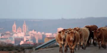 El documento también recoge la petición de poder realizar la vacunación preventiva. / Peio García