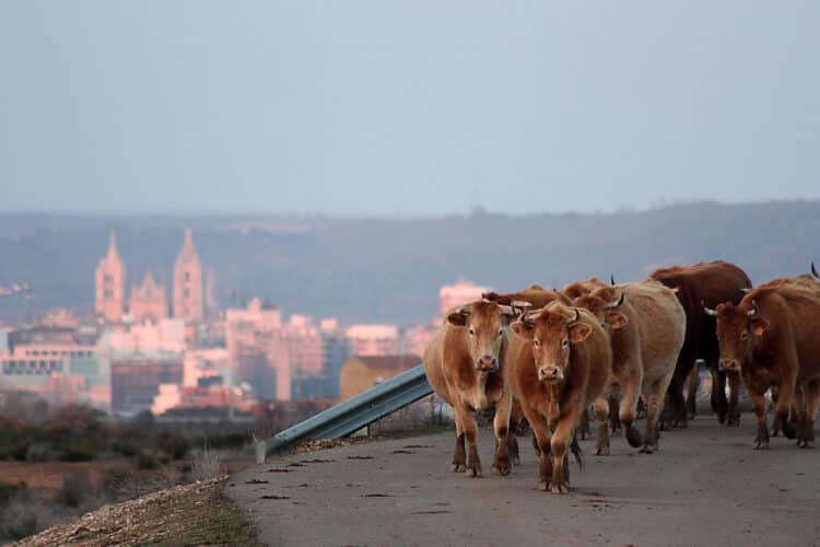 El documento también recoge la petición de poder realizar la vacunación preventiva. / Peio García