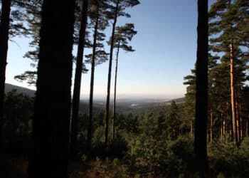 Se incorporará superficie del monte Cabeza de Hierro y de la finca Término de El Paular, entre otros espacios. / Miriam Chacón