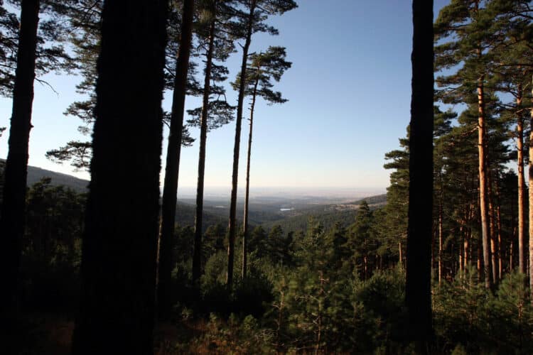 Se incorporará superficie del monte Cabeza de Hierro y de la finca Término de El Paular, entre otros espacios. / Miriam Chacón
