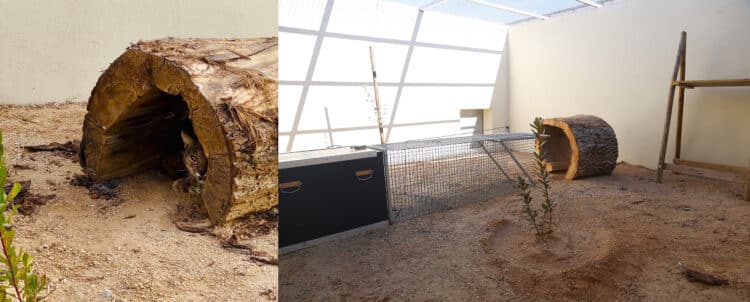 El CRAS de Valladolid estrena ocho mudas de cuarentena para linces 1 Tras la inversión de la Junta, el centro cuenta con un total de diez mudas de cuarentena para lince ibérico. / JCYL