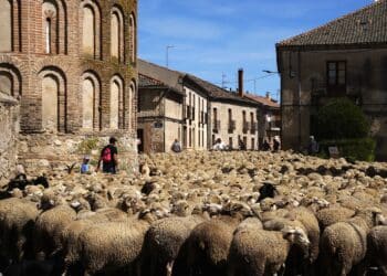 Fiesta de la trashumancia en 2025/MARIO ANTÓN LOBO