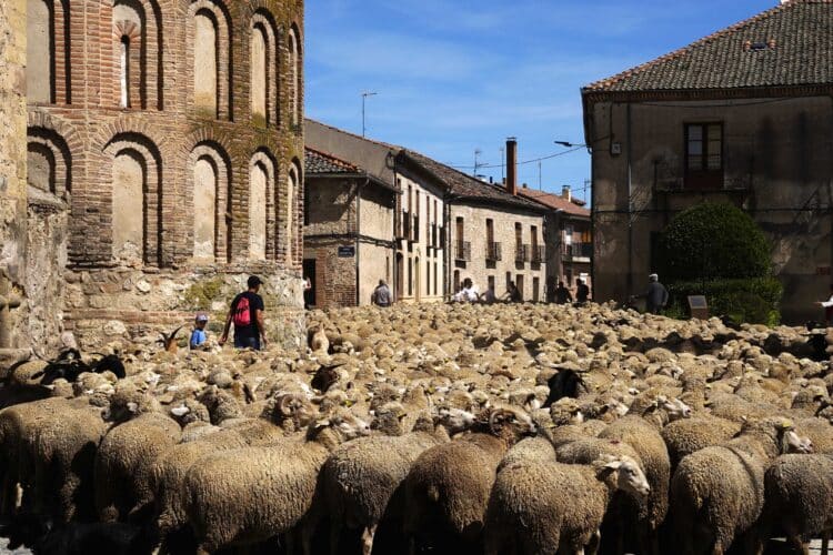 Fiesta de la trashumancia en 2025/MARIO ANTÓN LOBO
