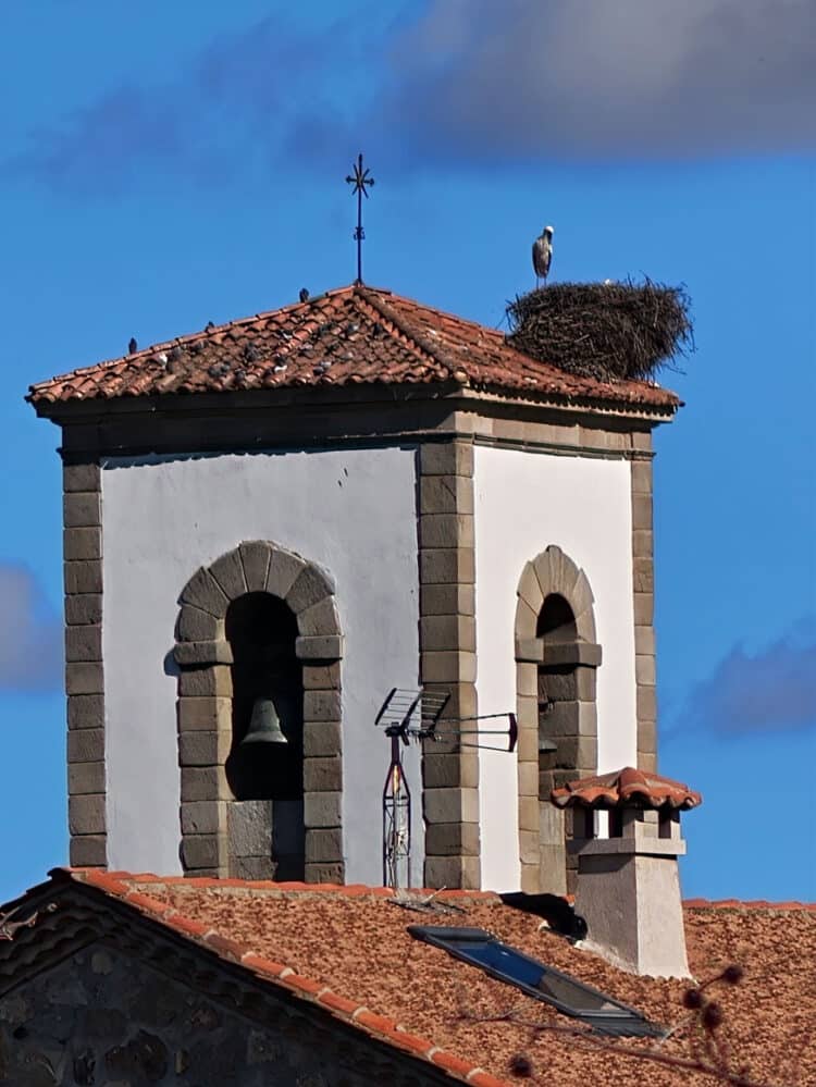 Las cigüeñas campan a sus anchas sobre el tejado del campanario de la iglesia de la Inmaculada Concepción.