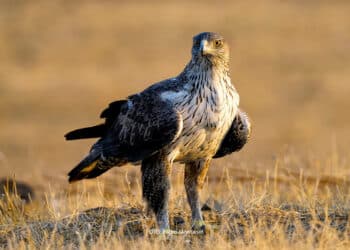 Águila perdicera. Pedro Montaner.