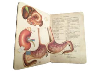 El cuerpo humano. Editorial Hernando.