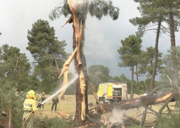 Pino dañado en la zona de Coca. / JC ÁLVAREZ