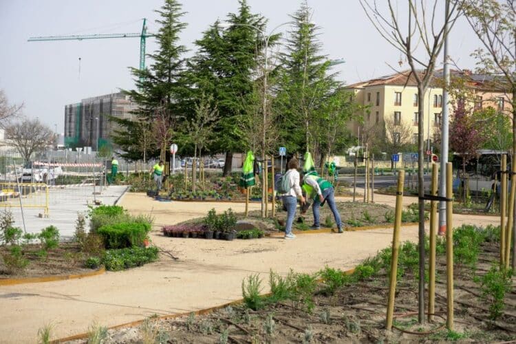 Varios operarios plantan vegetación arbustiva y arbórea en la plaza Calderón de la Barca. / HÉCTOR CRIADO