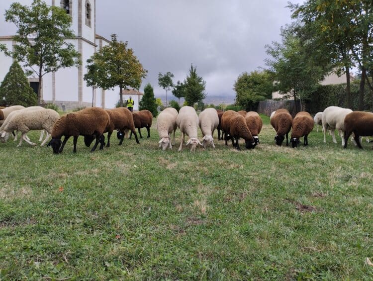Trescasas celebrará el domingo 17 de mayo la V edición de su tradicional Feria del Es-quileo / AYTO. DE TRESCASAS