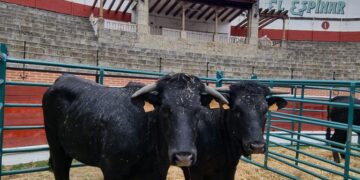 Corrales en la Plaza de Toros.
