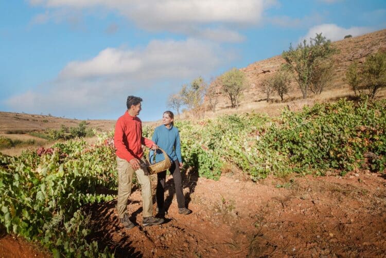 Sendero por viñedos de la Ribera del Duero / RR.SS. ‘A 950 VIÑEDOS DE ALTURA’