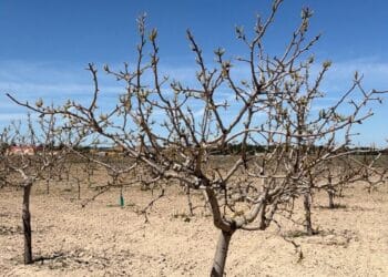 Pistachos ‘El Parral’ en Nieva, cuenta con una extensión de cultivo de 2 hectáreas. / PISTACHOS EL PARRAL