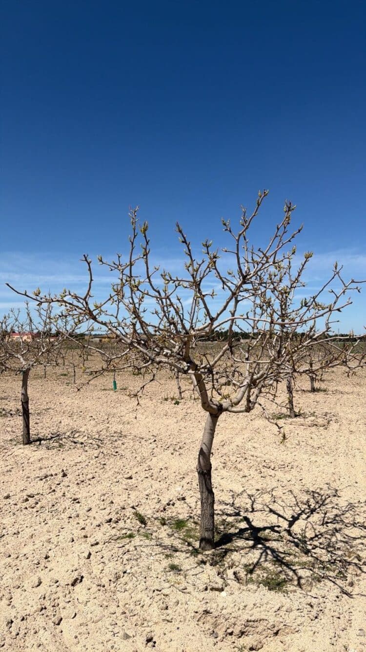 Pistachos ‘El Parral’ en Nieva, cuenta con una extensión de cultivo de 2 hectáreas. / PISTACHOS EL PARRAL