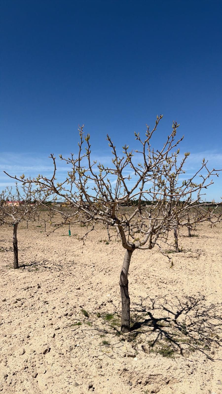 Segovia se suma al auge del pistacho en un sector que crece un 73,6% a nivel nacional