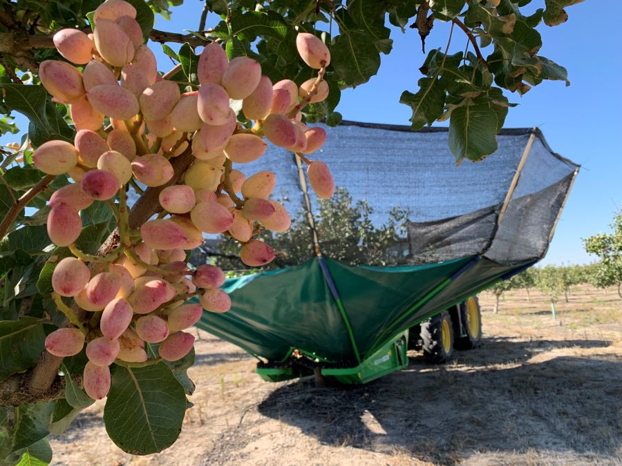 Aunque la demanda de pistacho continúa al alza, el crecimiento del cultivo en Castilla y León es moderado, especialmente entre pequeños agricultores. / ICAL