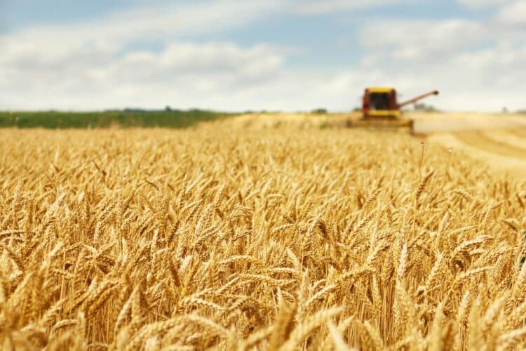 Segovia lidera la caída de la cosecha de cereal en la región 1 Campo de trigo a punto de ser cosechado./ UCCL