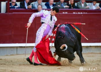 Daniel Luque. / PLAZA 1