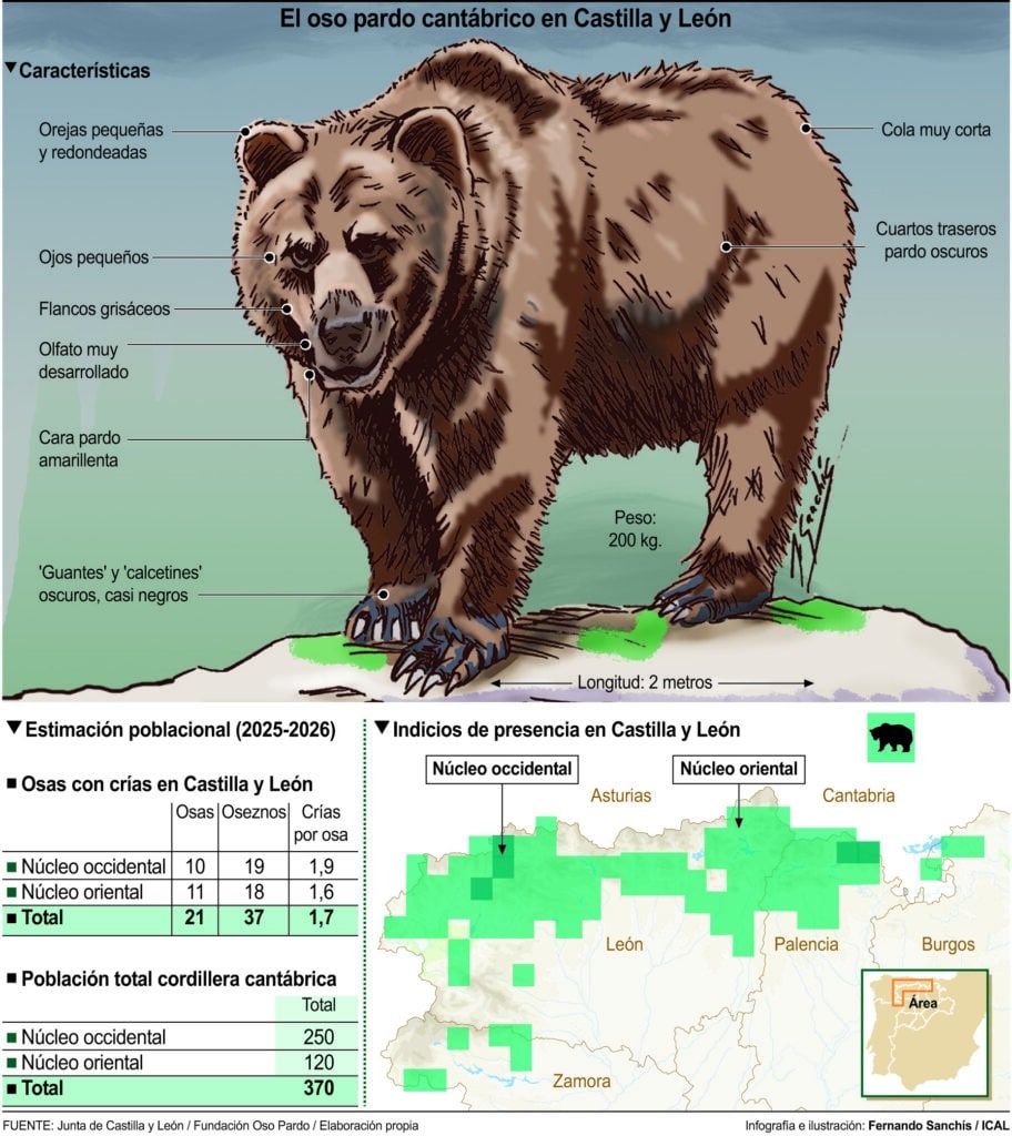 El oso pardo en CyL