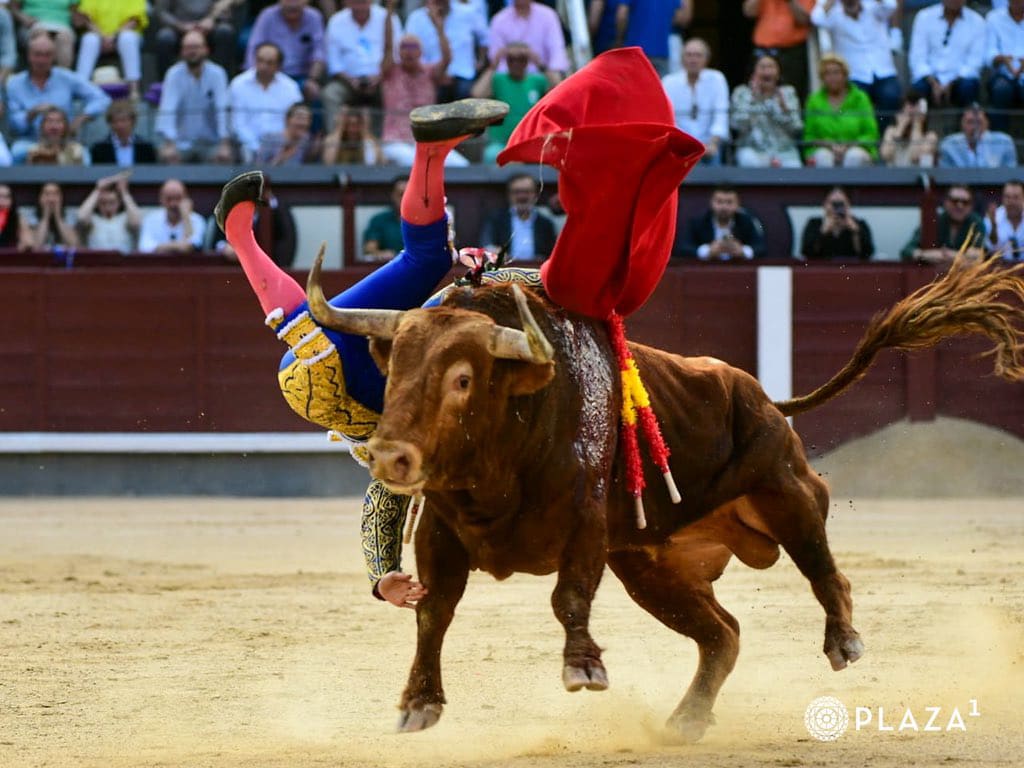 La verdad de Jarocho entre el tonelaje de Pedraza de Yeltes 2 Isaac Fonseca resulta cogido por el cuarto toro de Pedraza de Yeltes. /PLAZA 1