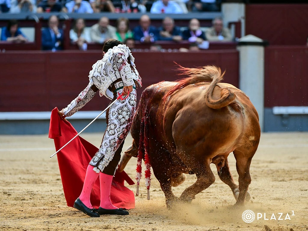 La verdad de Jarocho entre el tonelaje de Pedraza de Yeltes 4 Roberto Martín 'Jarocho', con el tercero toro de Pedraza de Yeltes. / PLAZA 1