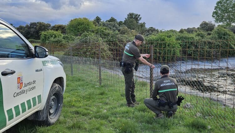 La Junta y el Ayuntamiento de Santiuste de Pedraza adoptan medidas para evitar el ahogamiento de fauna en una balsa de agua 1 Instalación de nuevo vallado en la balsa / JCYL