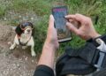 Uno de los perros ecodetectores de la Unidad Canina de Colectivo Azálvaro equipado para labores de búsqueda / COLECTIVO AZÁLVARO