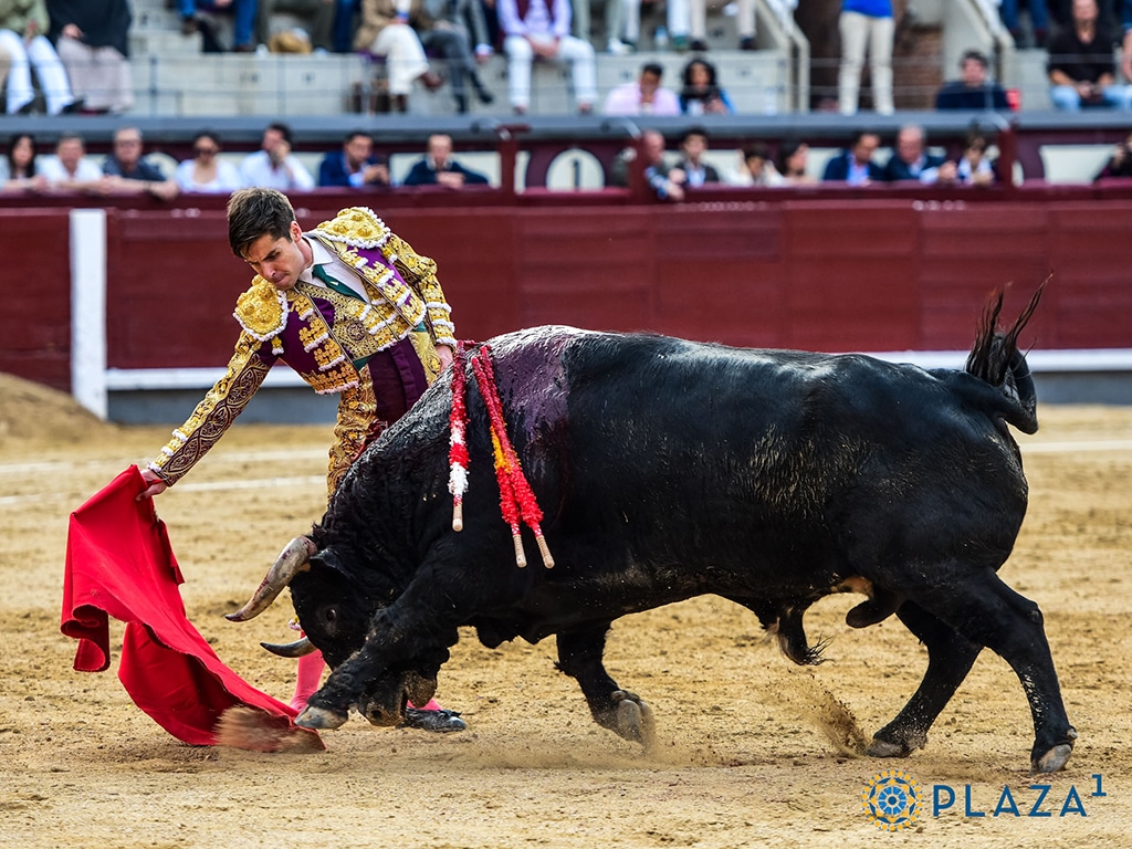 El novillo de Toros de Ayuso lidiado en Las Ventas por David López. / PLAZA 1