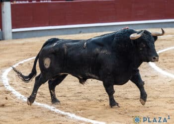El primer novillo de Toros de Ayuso lidiado en Las Ventas, de nombre ‘Dencestado’. / PLAZA 1